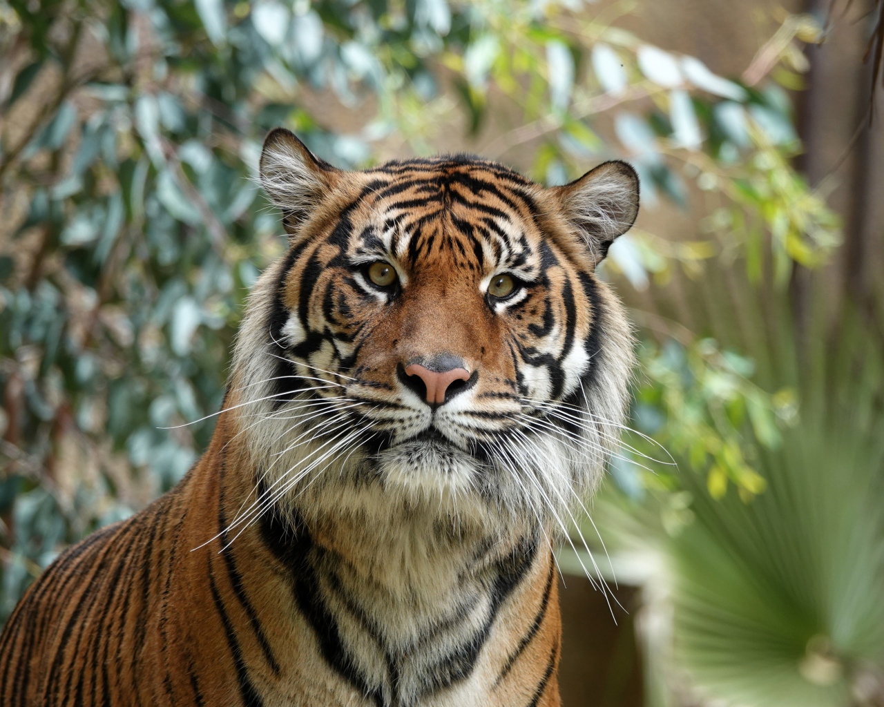 Большой полосатый амурский тигр 