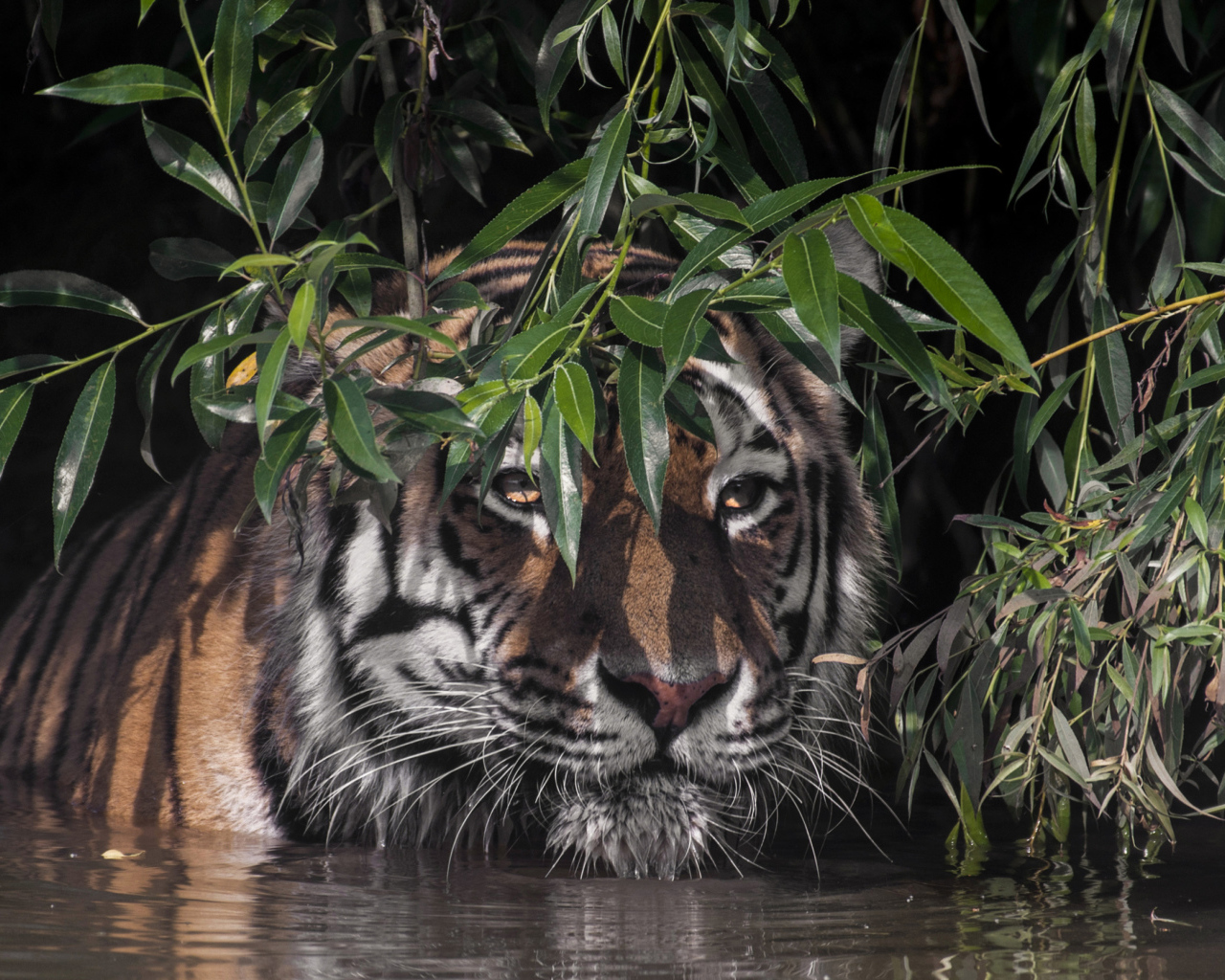 Большой полосатый тигр в воде в зеленых листьях
