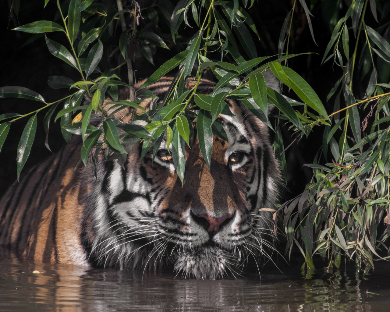 Большой полосатый тигр в воде в зеленых листьях