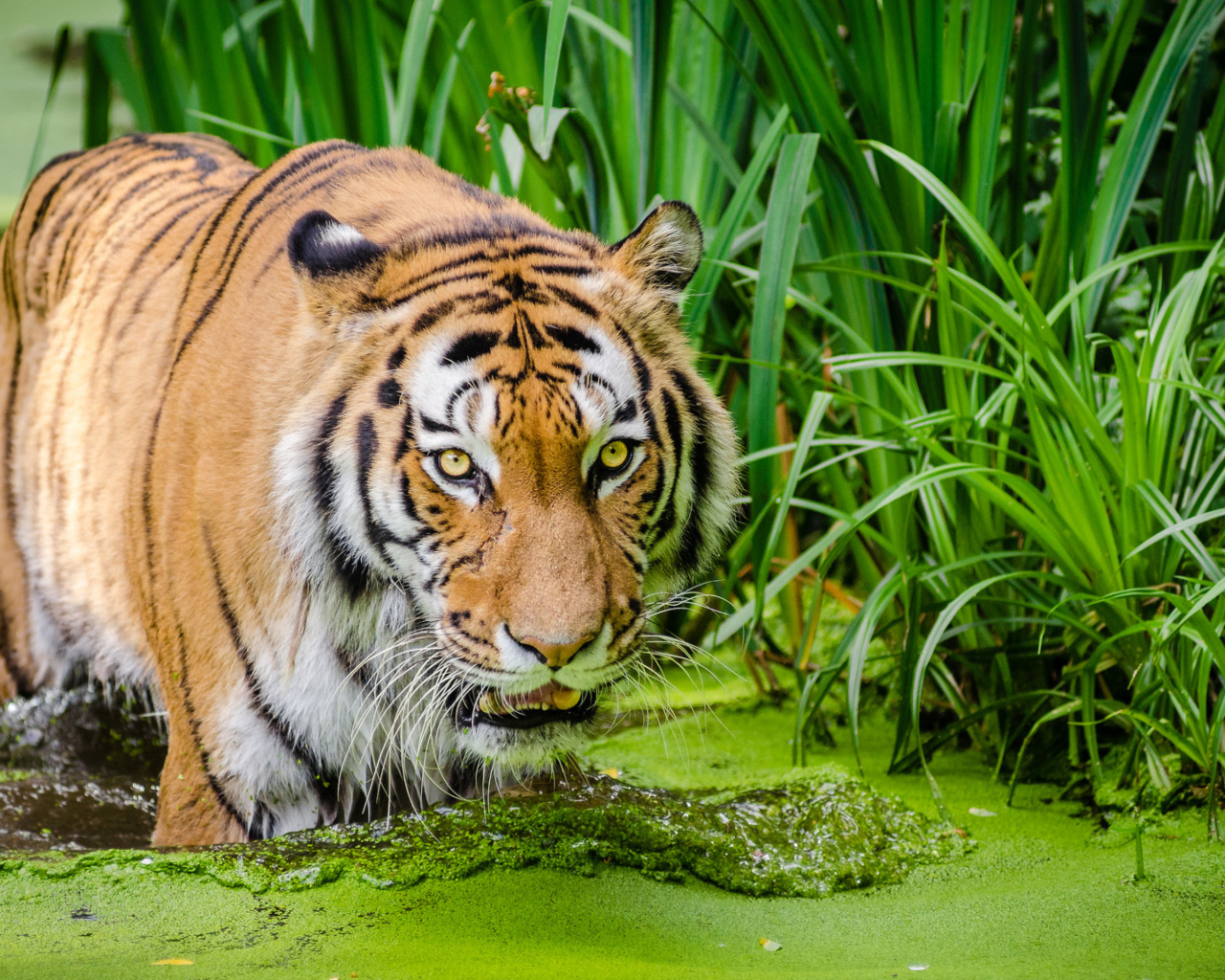 Большой полосатый тигр стоит в покрытой тиной воде 