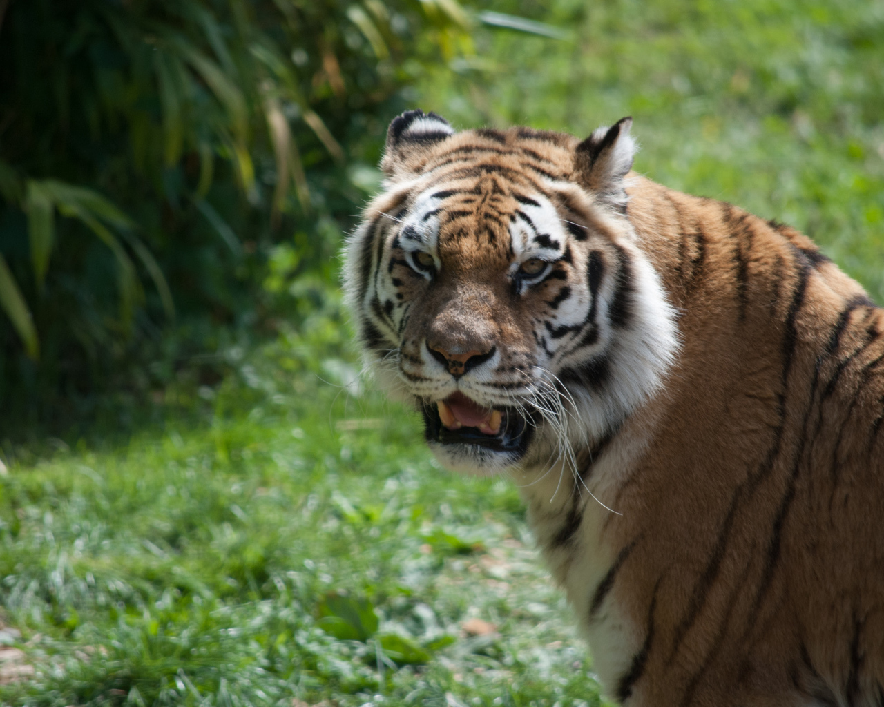 Большой полосатый тигр с острыми зубами