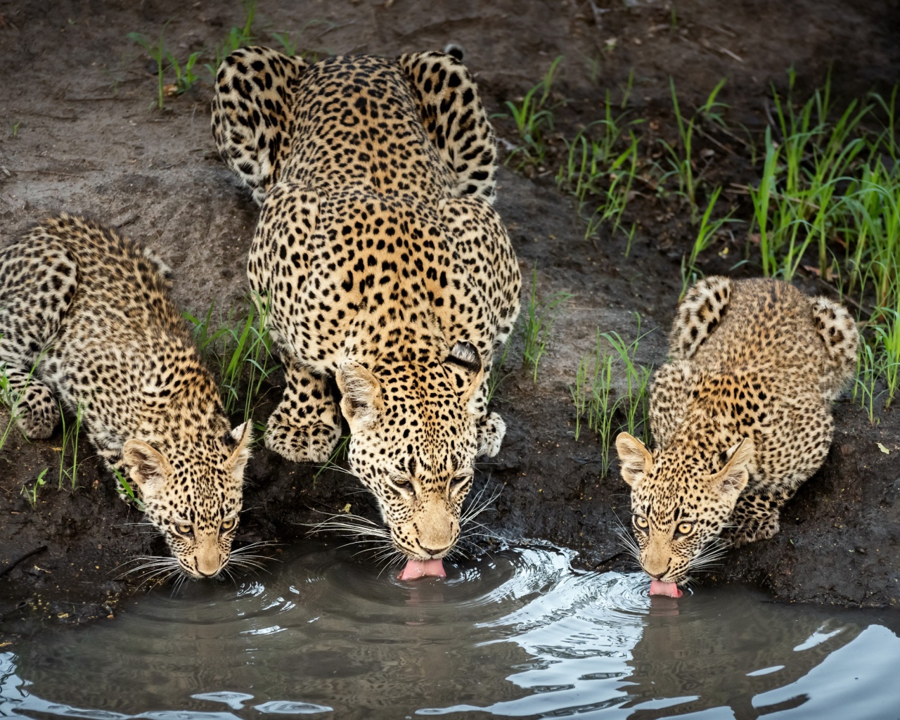 Леопард с детенышами пьют воду в пруду