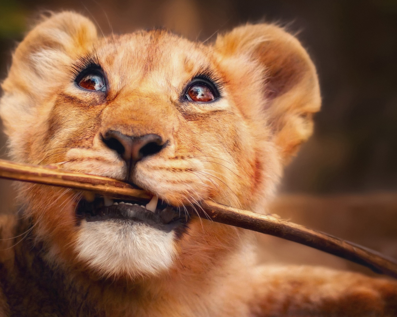 Маленький забавный львенок грызет ветку 