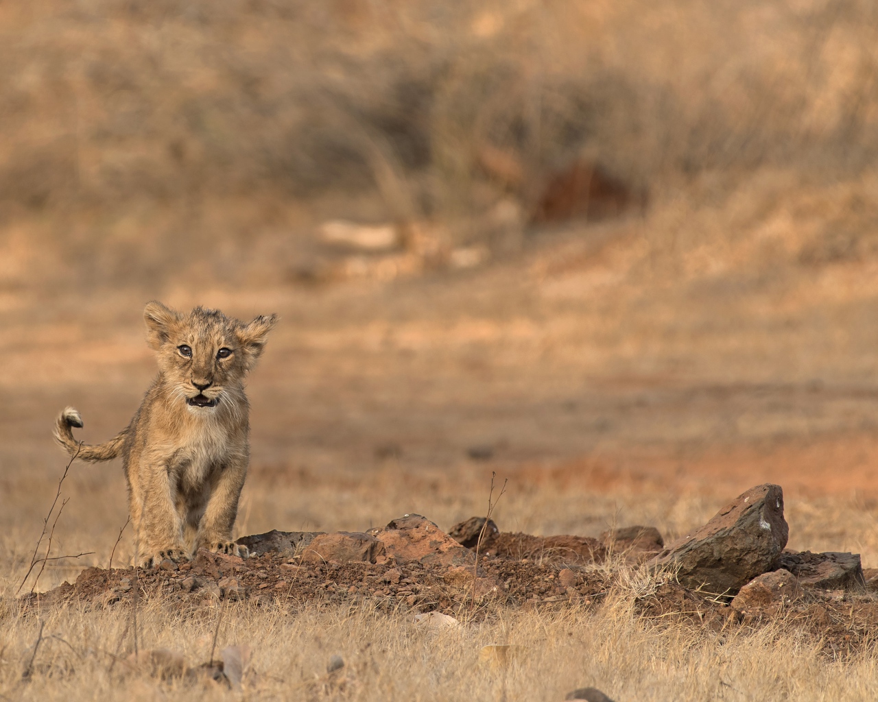 Маленький львенок в сухой саванне 
