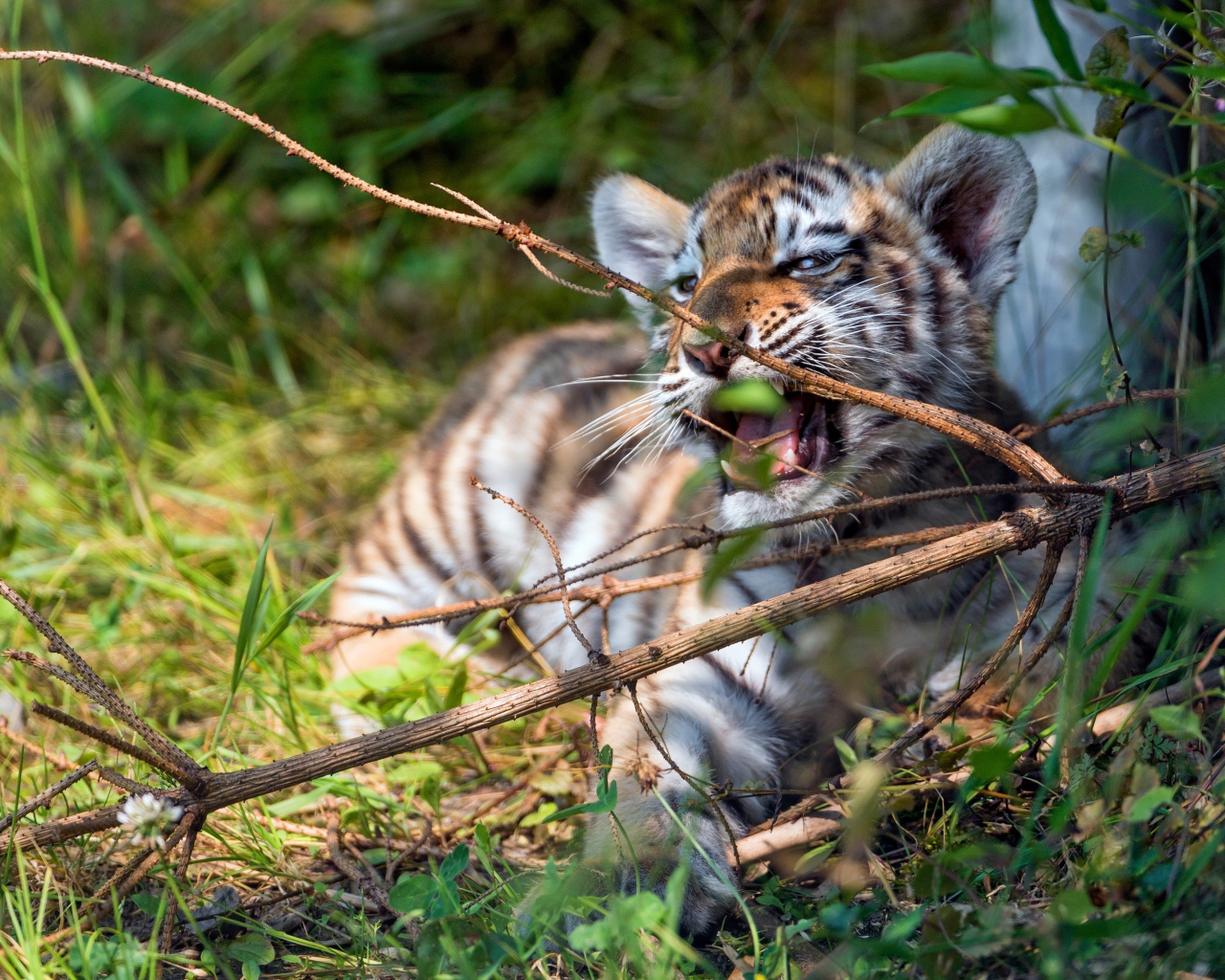 Маленький полосатый тигренок грызет ветку 