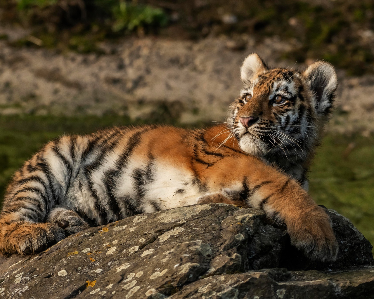 Маленький полосатый тигренок лежит на камне