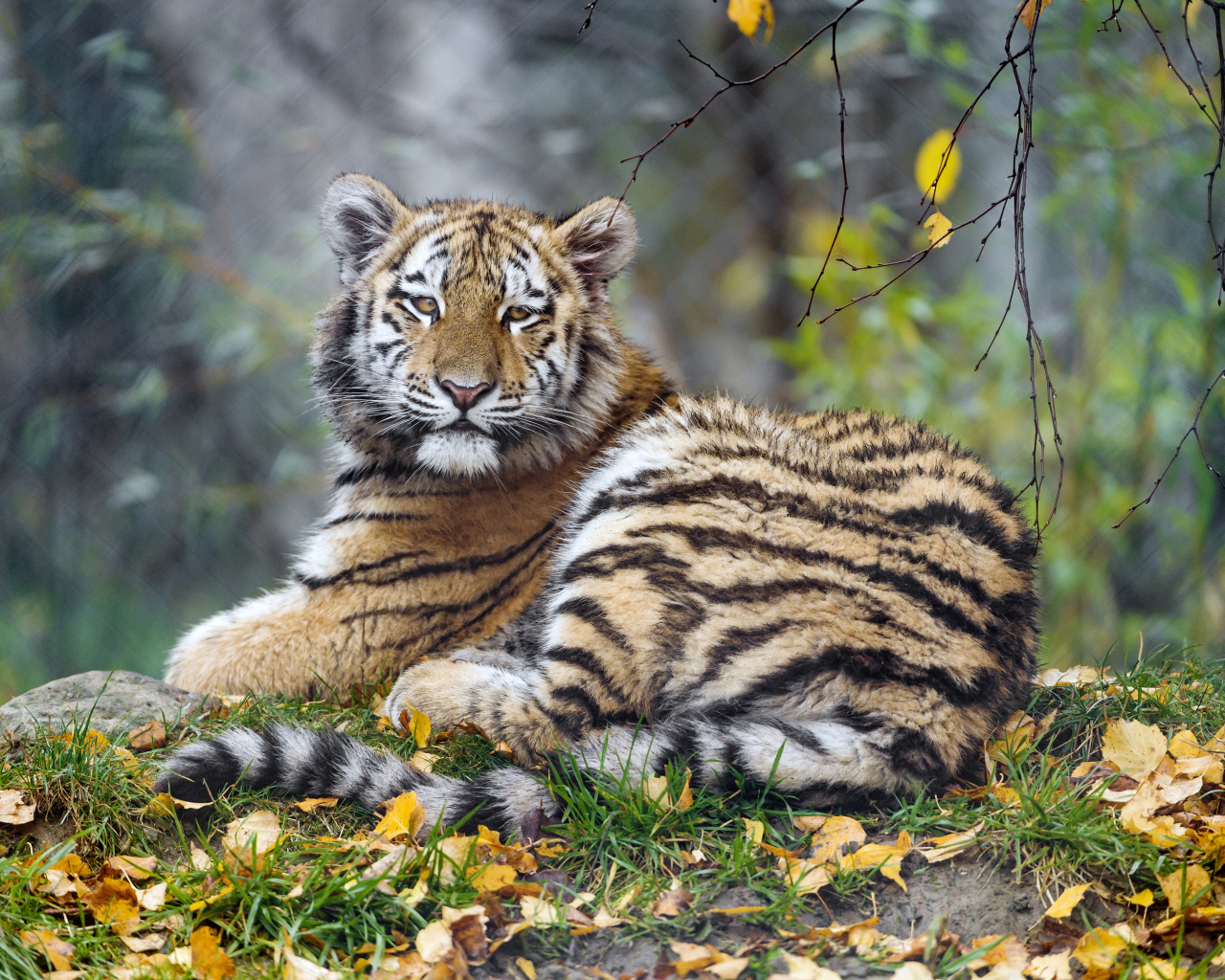 Маленький тигренок лежит на траве с опавшей листвой 
