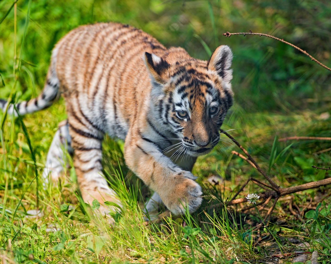 Маленький тигренок идет по зеленой траве