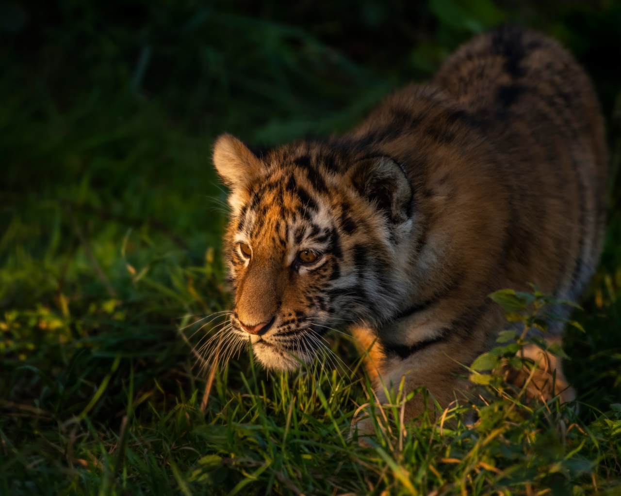 Маленький тигр крадется в зеленой траве