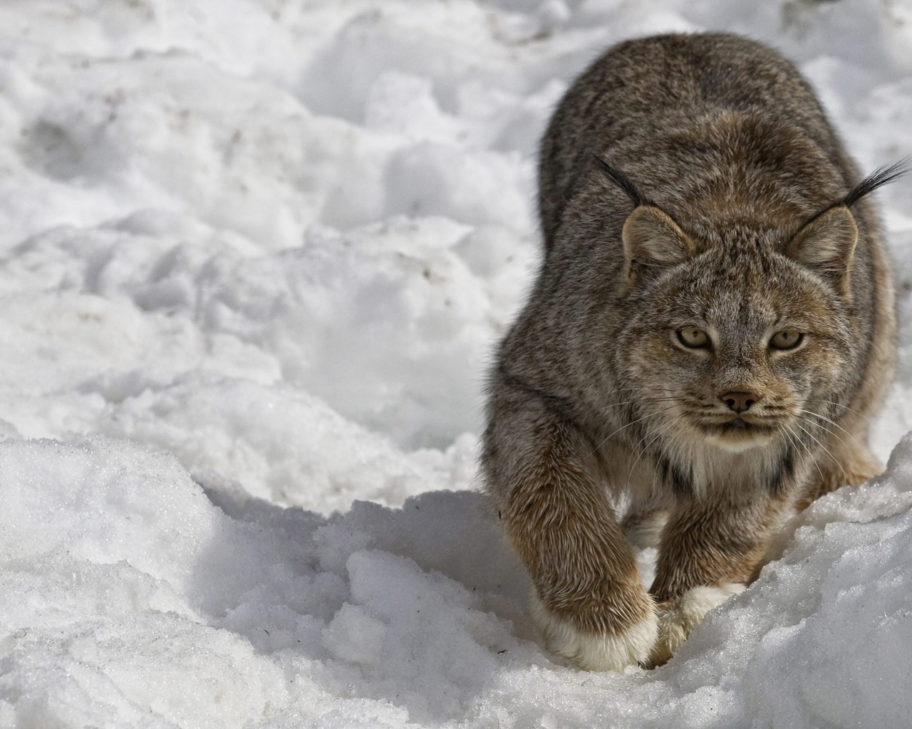 Рысь крадется по снегу зимой