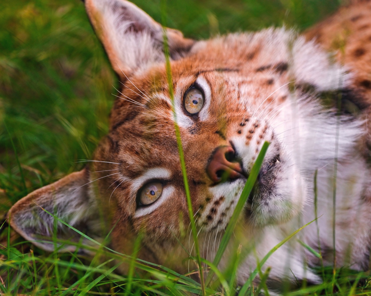 Морда рыси крупным планом на зеленой траве