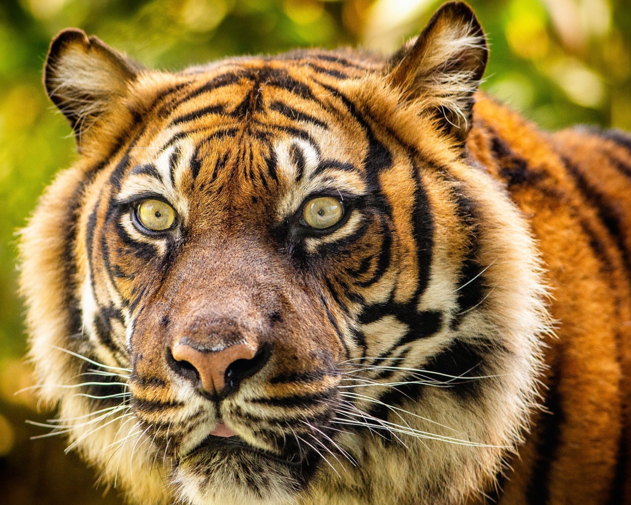 Морда большого полосатого тигра