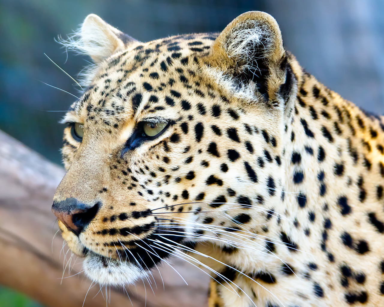 Морда пятнистого леопарда крупным планом