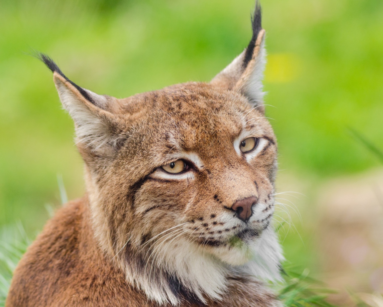 Грустная морда рыси крупным планом