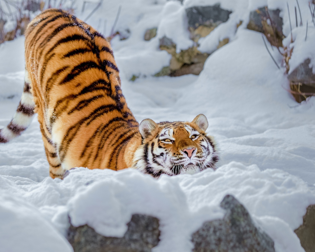 Довольный полосатый большой тигр в снегу 