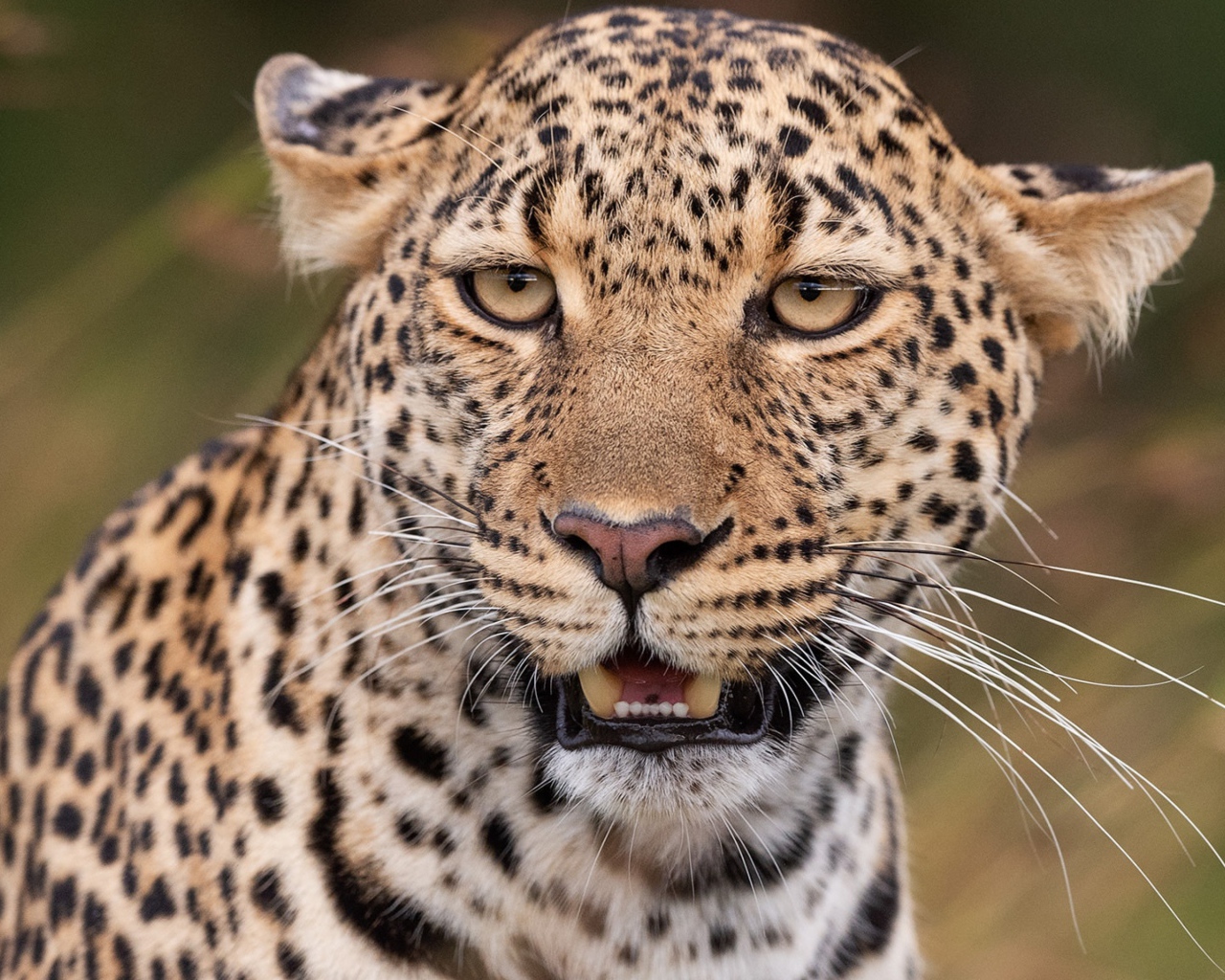 Пятнистый леопард прижал уши 