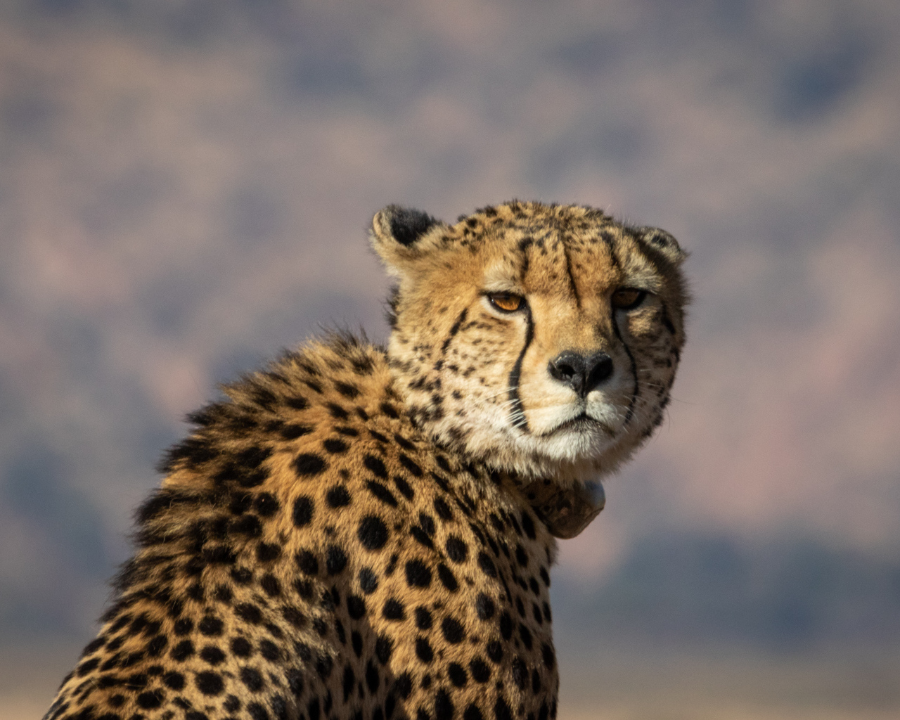 Пятнистый гепард на фоне неба