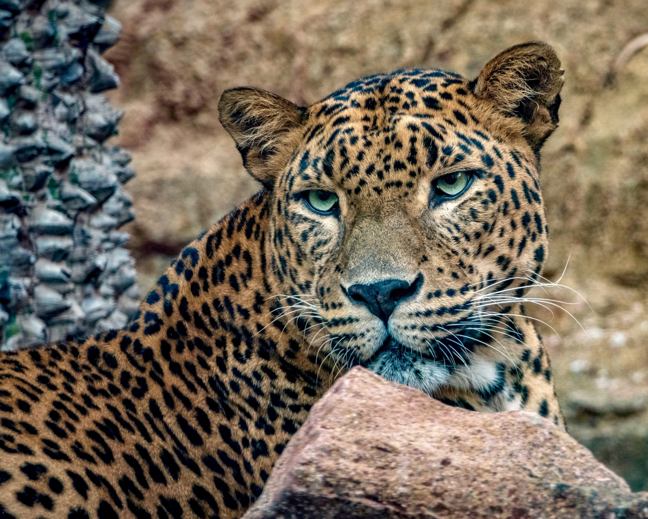 Пятнистый леопард с зелеными глазами лежит у камней