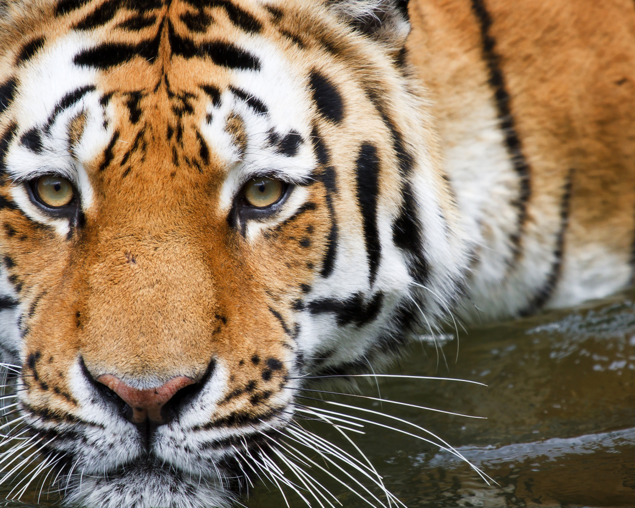 Полосатый тигр крупным планом в воде