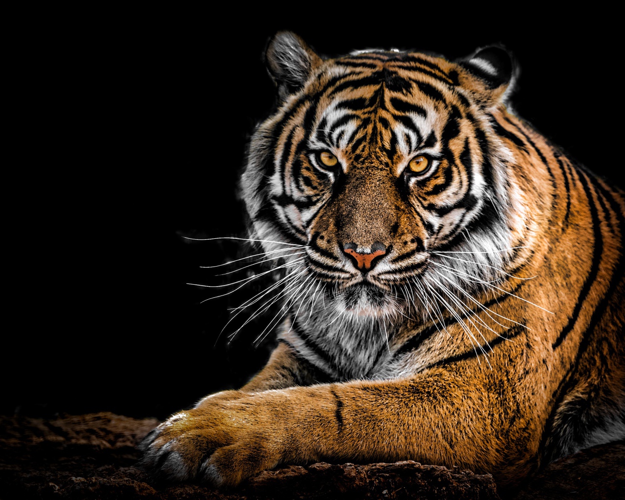 Грозный большой полосатый тигр на черном фоне