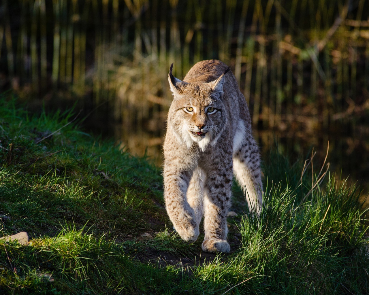 Грозная рысь идет по зеленой траве у воды