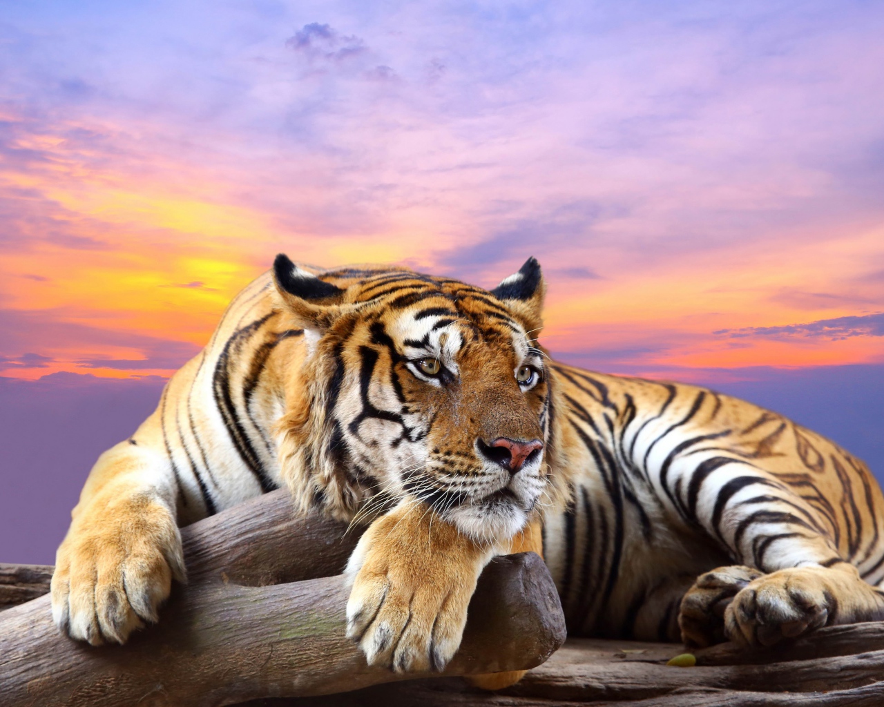 Полосатый тигр лежит сухом дереве на фоне красивого неба