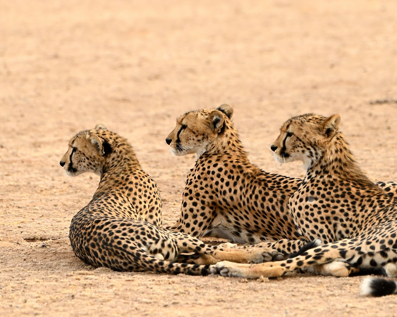 Три гепарда лежат на песке 