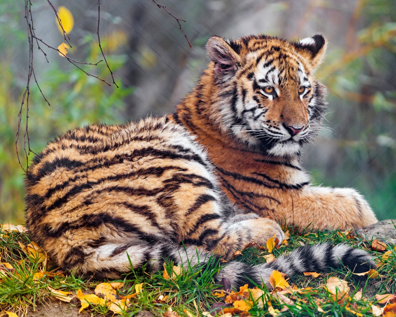 Тигр лежит на земле осенью 