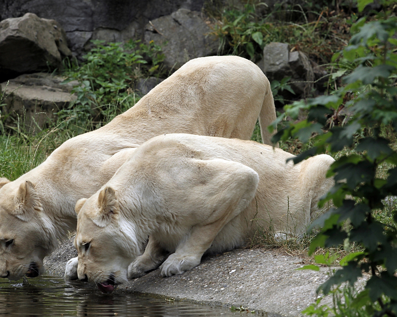 Две белые львицы у водопоя 