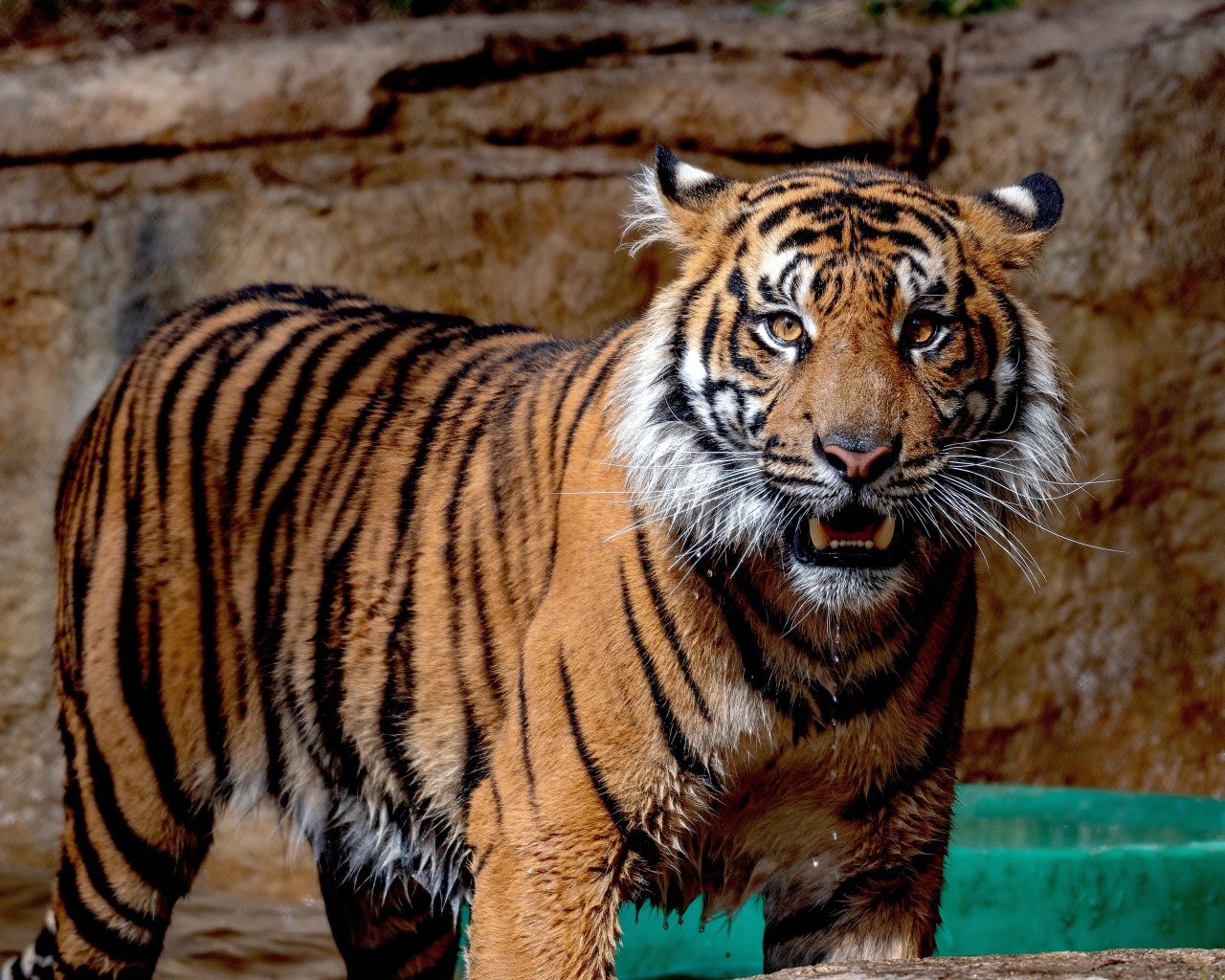 Мокрый Суматранский тигр в зоопарке