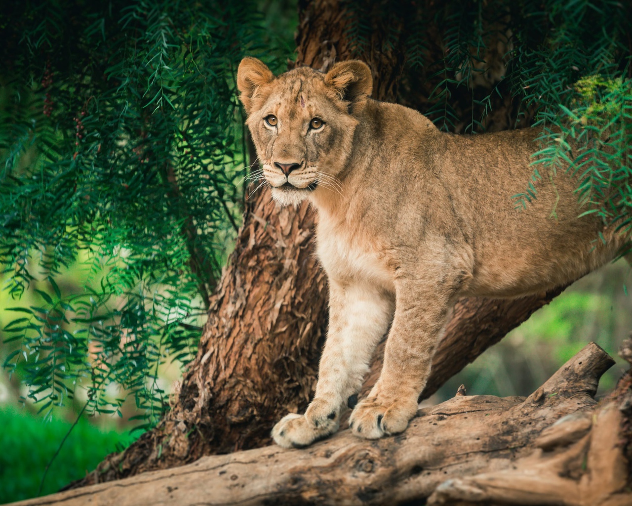 Молодая львица стоит на дереве 