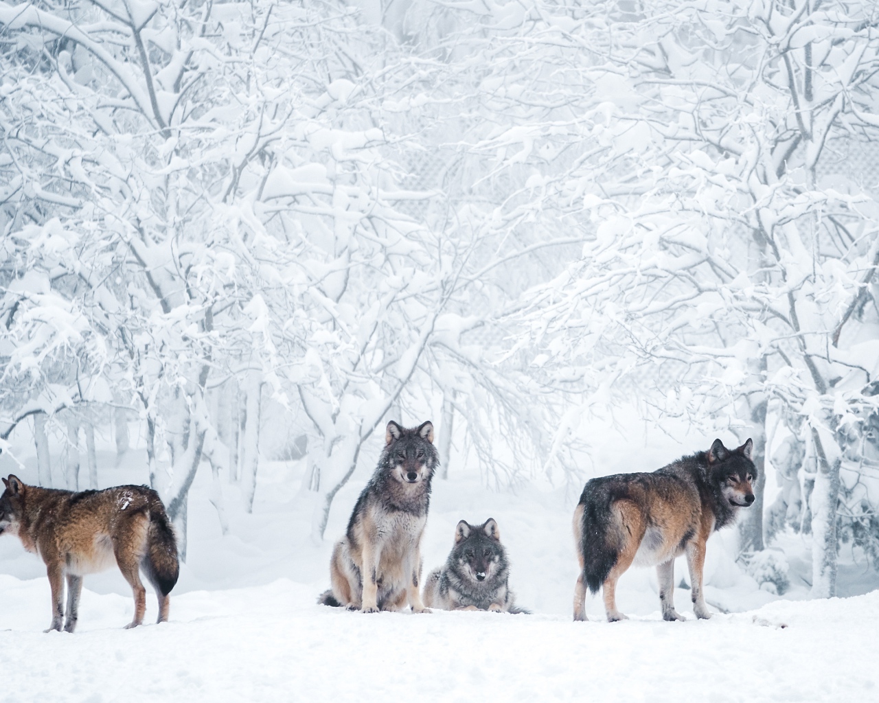 Стая хищных диких волков в зимнем лесу