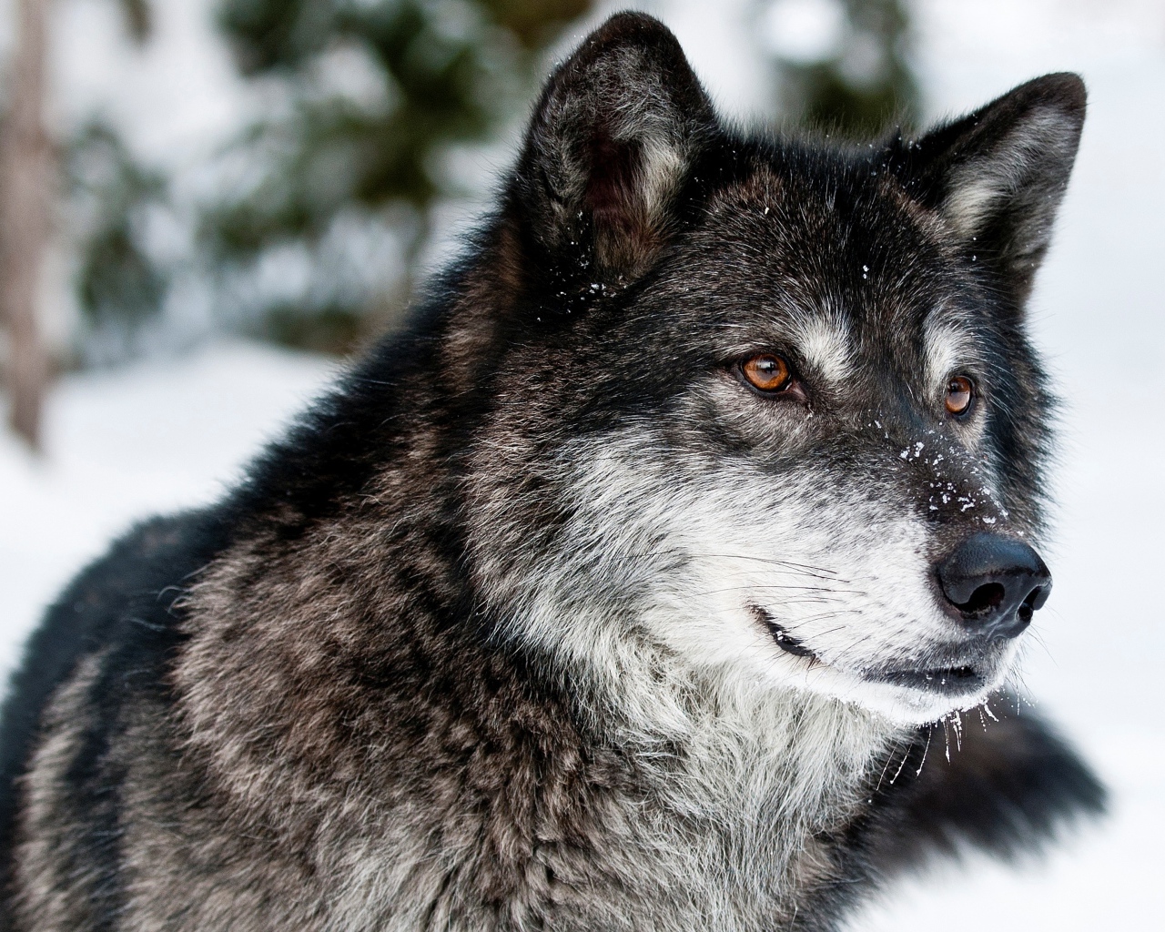 Большой серый волк в лесу зимой
