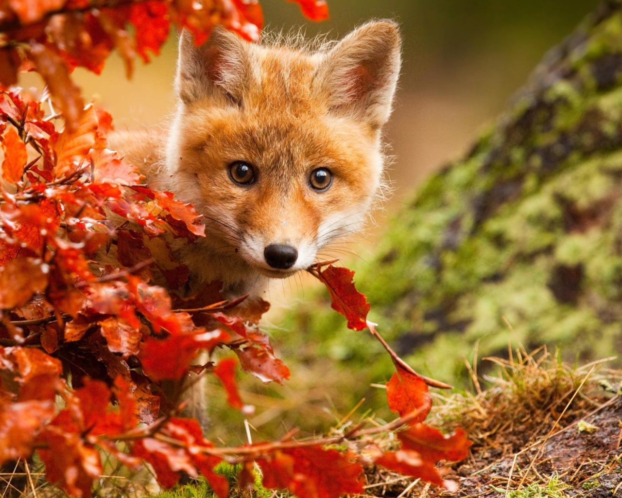 Маленький лисенок прячется в оранжевых листьях  осенью