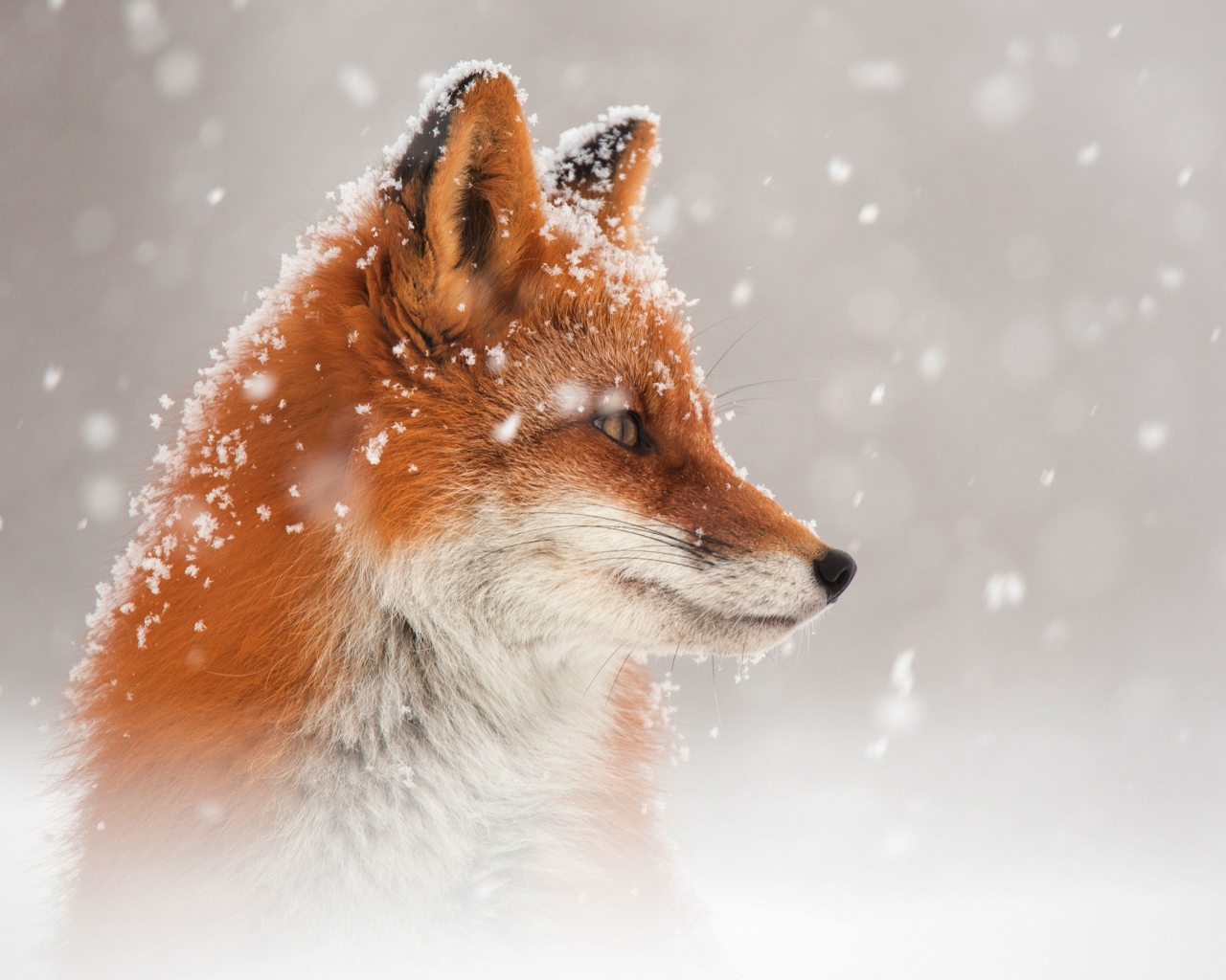Рыжая лиса в снегу зимой 