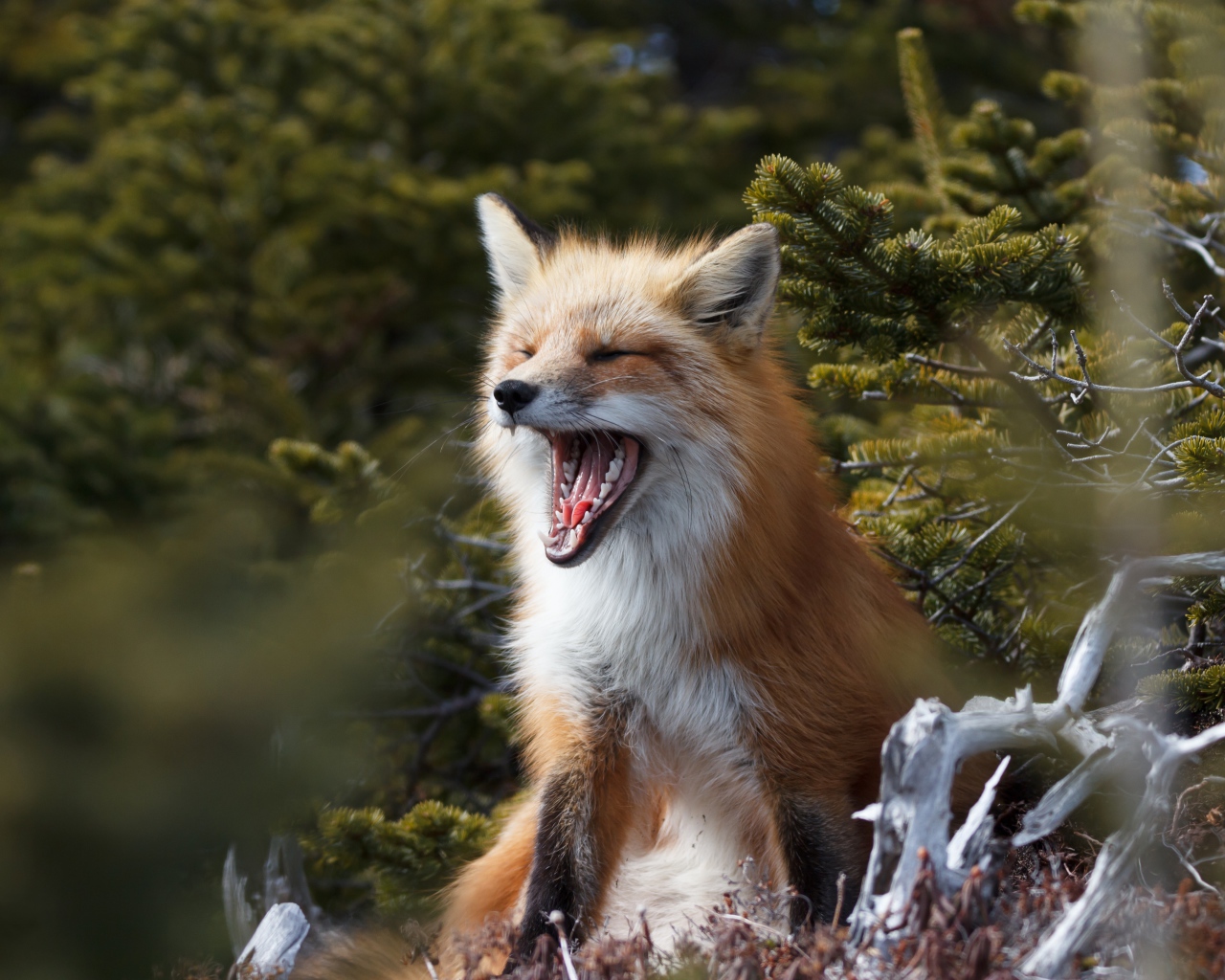 Рыжая лиса зевает в лесу у ели