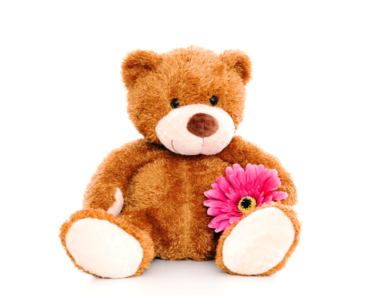 Плюшевый медведь с розовым цветком герберы на белом фоне