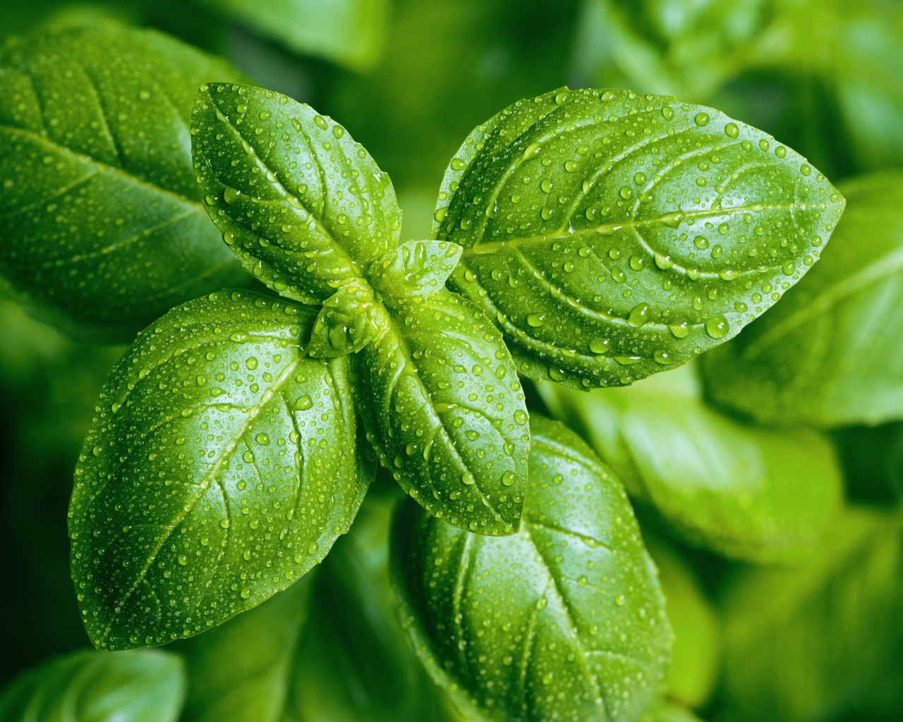 Зеленые листья базилика в каплях воды