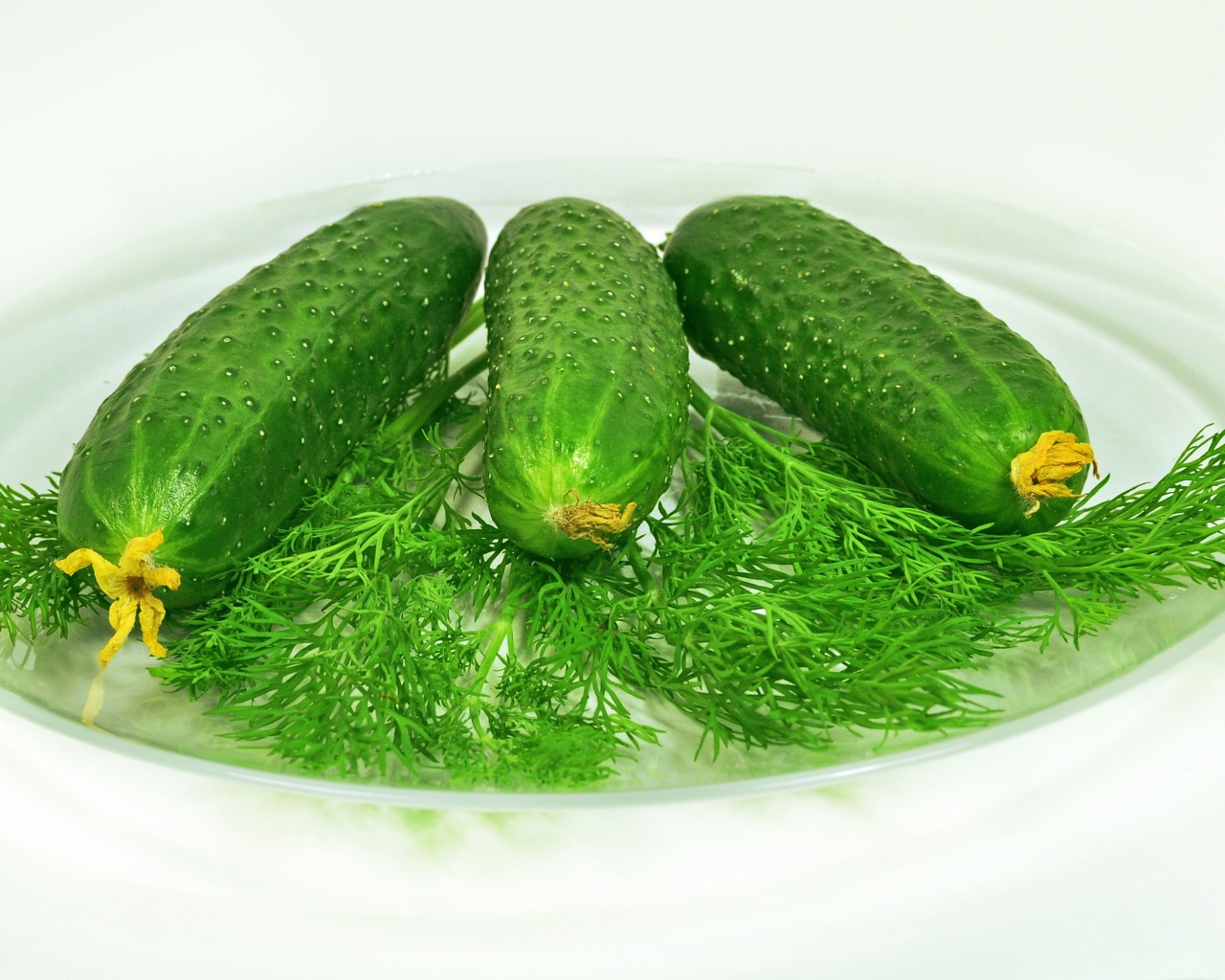 Зеленые огурцы лежат на белой тарелке с укропом 