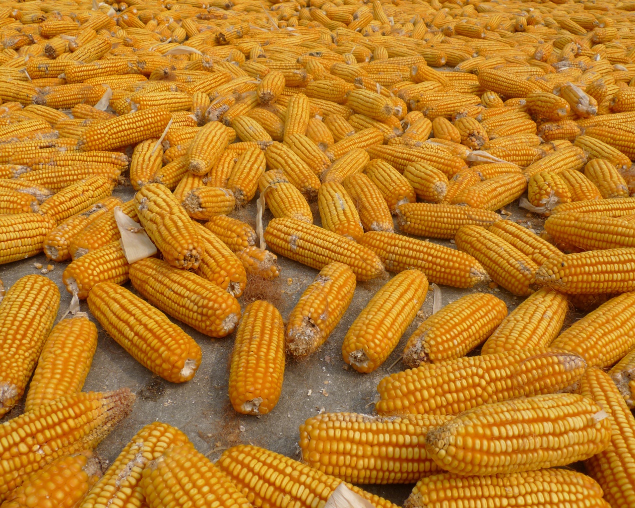 Много початков кукурузы на ферме