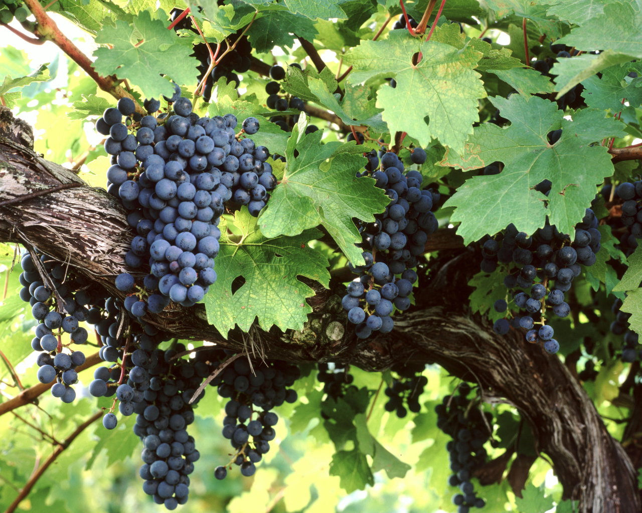 Большие гроздья синего винограда в зеленых листьях 