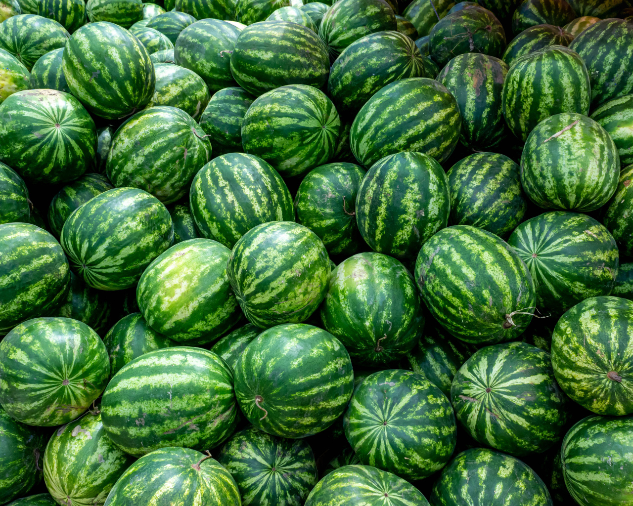 Много полосатых зеленых арбузов