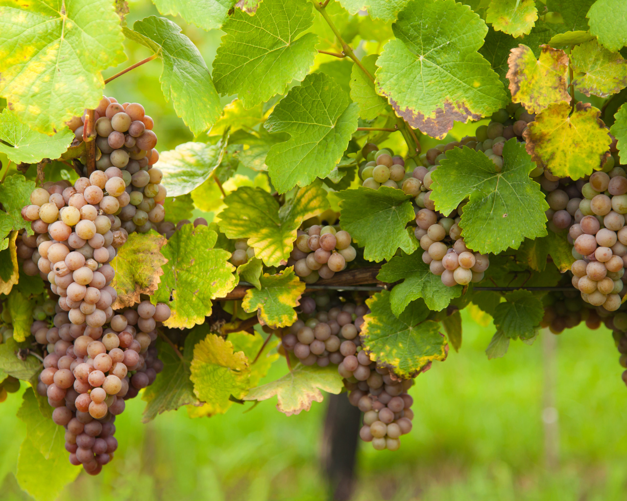 Розовый виноград в зеленых листьях на лозе