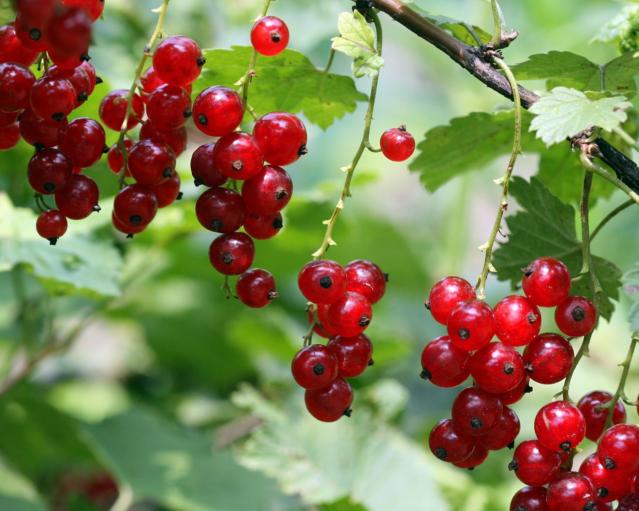 Красная смородина на ветке крупным планом