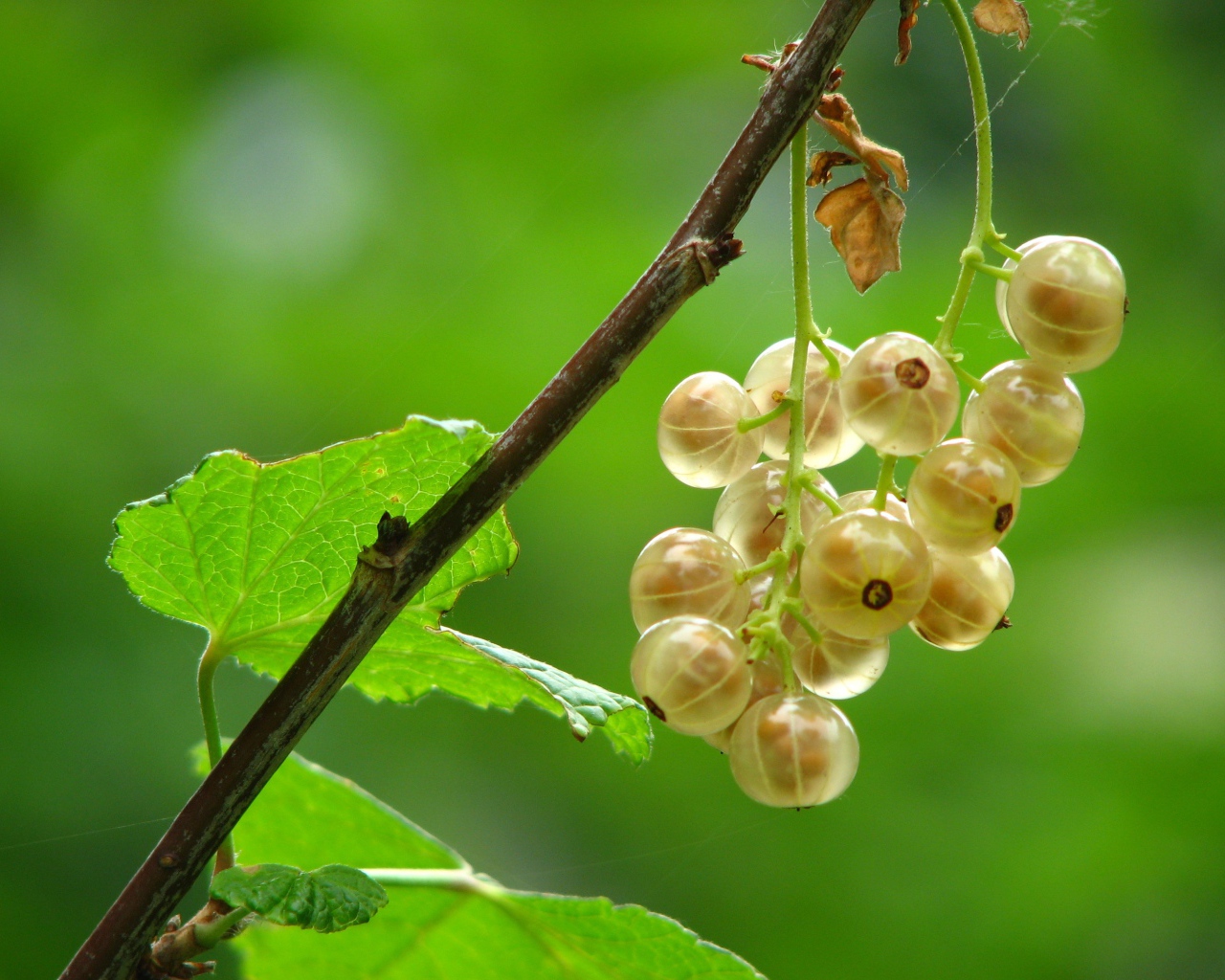 Белая смородина на ветке с зелеными листьями
