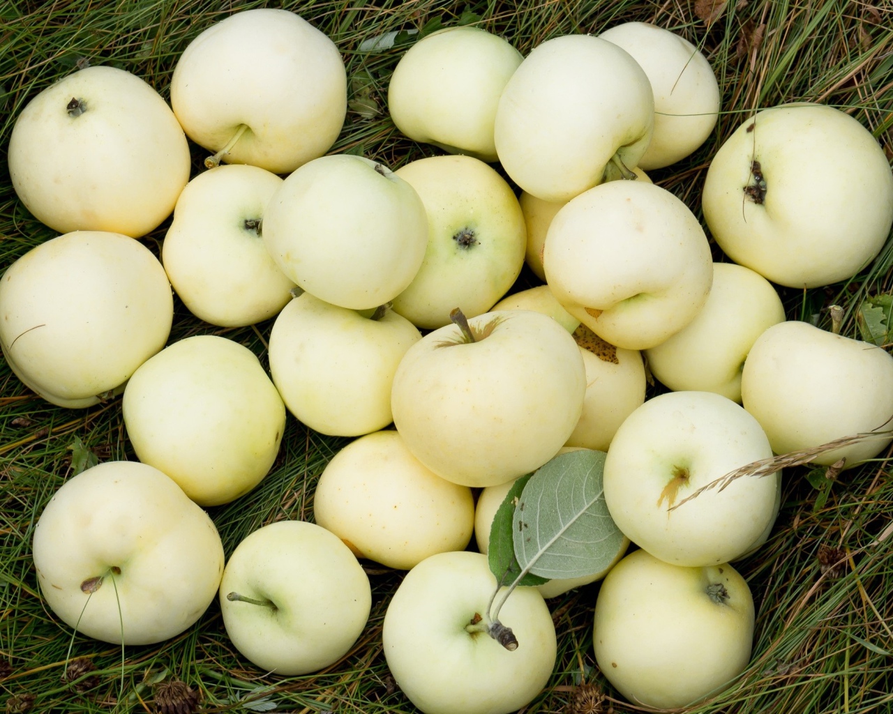Яблоки белый налив лежат на траве