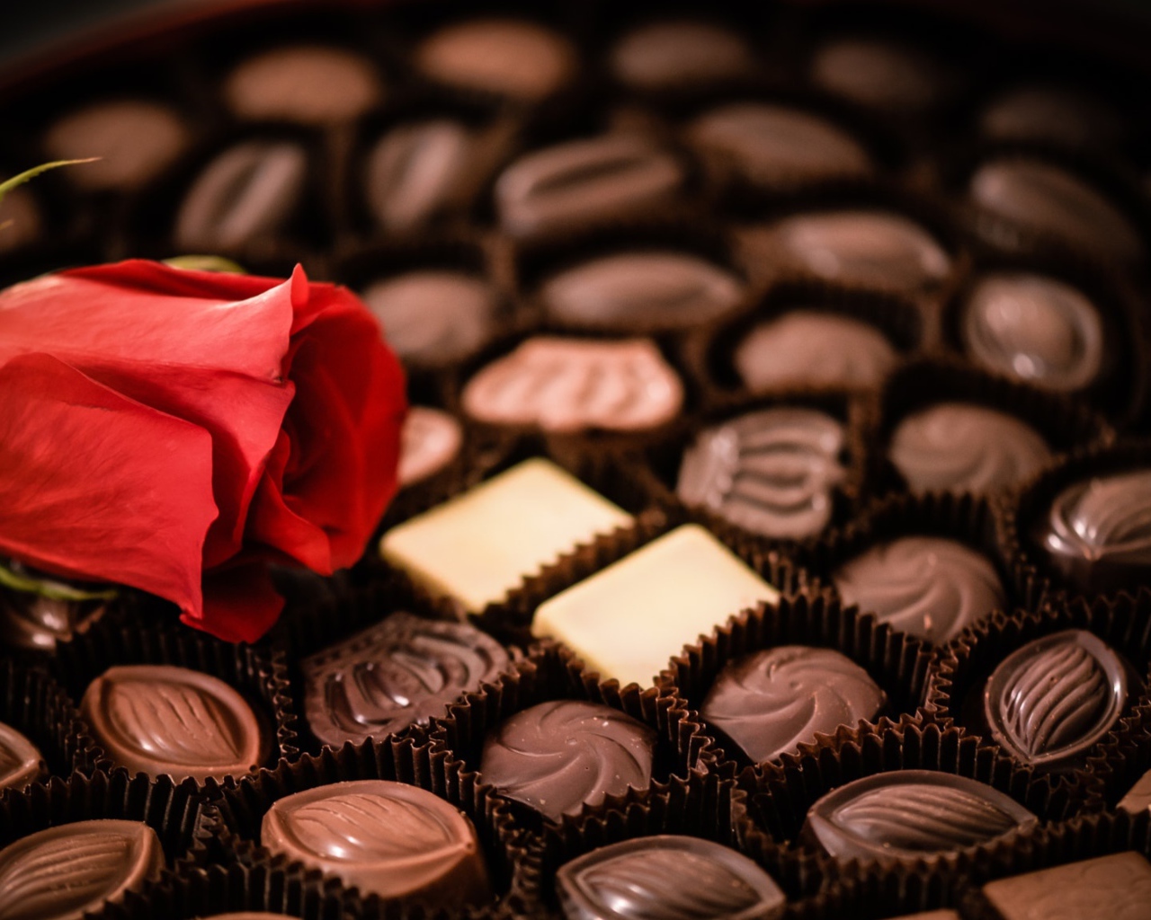 Красная роза лежит на коробке с шоколадными конфетами ассорти 