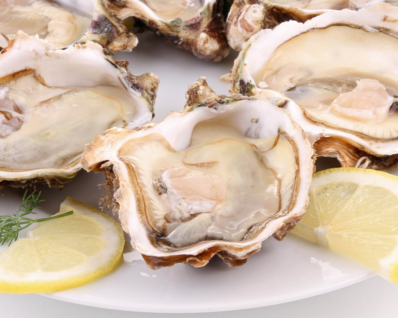 Устрицы с лимоном и укропом на белой тарелке