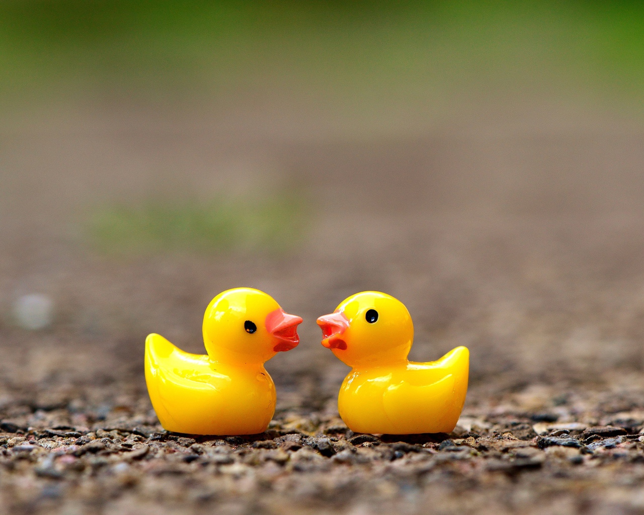 Две игрушечных желтых уточки на асфальте 