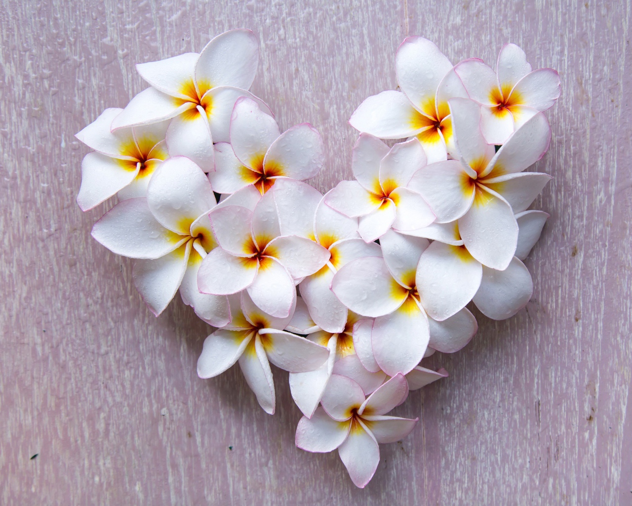 Сердце из белых цветов плюмерии на сером фоне